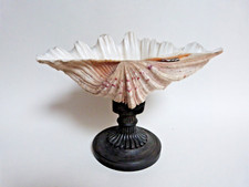 coquillage bénitier sur socle bois sculpté cabinet de curiosité