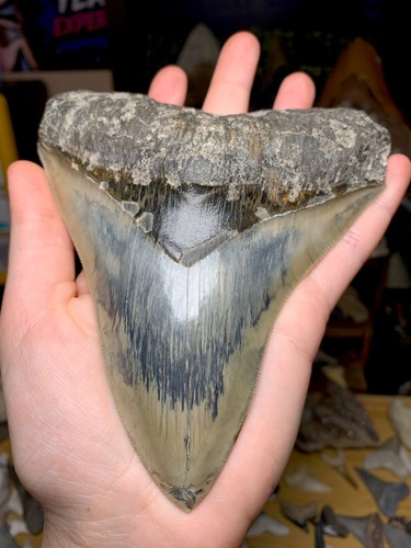 Collector grade top - grade, 1%