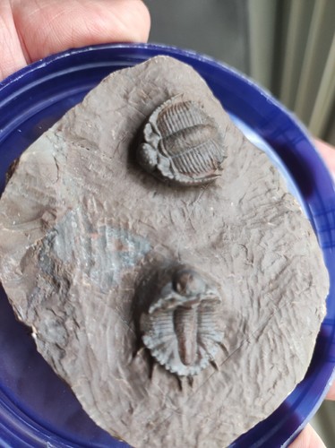 Rares trilobites basseiarges - rares,