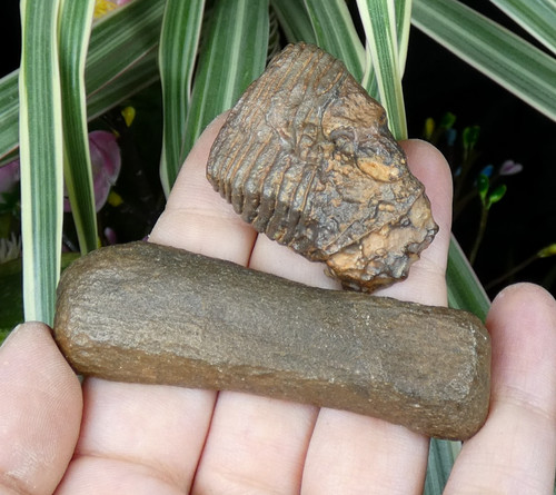 Fossiles identifier 7cm - fossiles, à