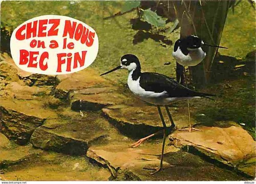 Carte postale animaux - animaux,