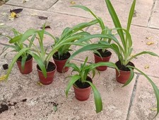 Mini Plante Araignée En Pot