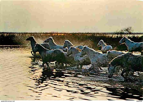 Carte postale animaux - postale,