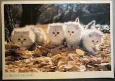 Carte postale chatons persans