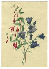 Belle aquarelle de fleurs  -