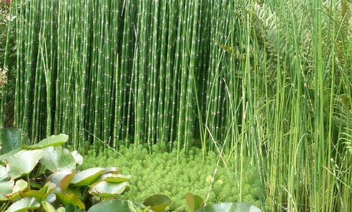 Equisetum hyemale prele geante