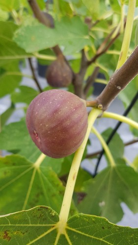 Ficus carica pastiliere - ficus, 'pastiliere'