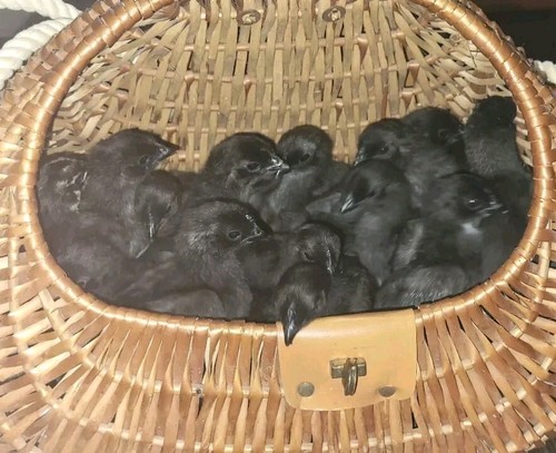 Ayam cemani hatching - 6,
