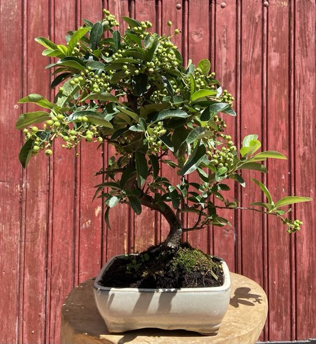 Bonsaï pyracantha coccinea - bonsaÏ, coccinea/