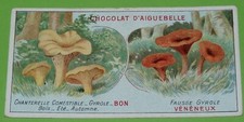 CHROME 1905-1925 CHOCOLATE AIGUEBELLE MUSHROOM CHANTERELLE GYROLE CHANTERELLE