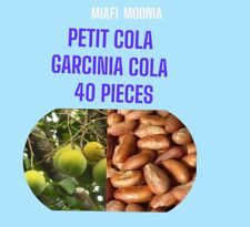 NOIX DE PETIT COLA / KOLA /