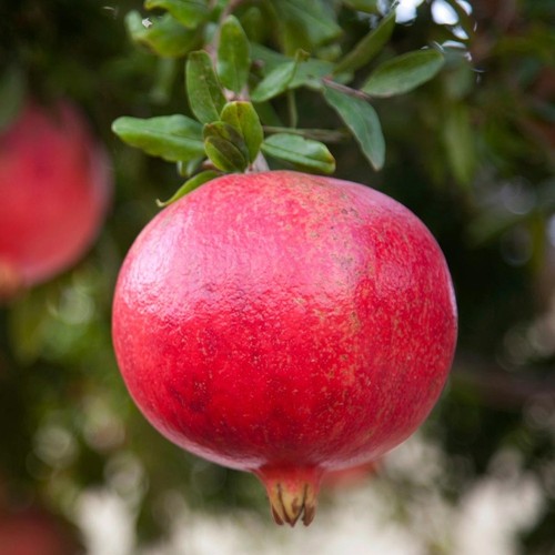Plante fruitière grenade - plante,