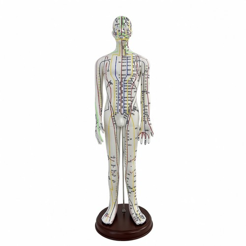 Mannequin acupuncture - mannequin, d'acupuncture