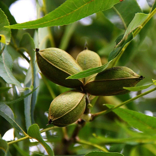 Carya illinoinensis pacanier - carya,