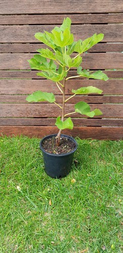 Figuier ficus madeleine deux - figuier, "madeleine