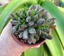 ADROMISCHUS CLAN WILLIAM