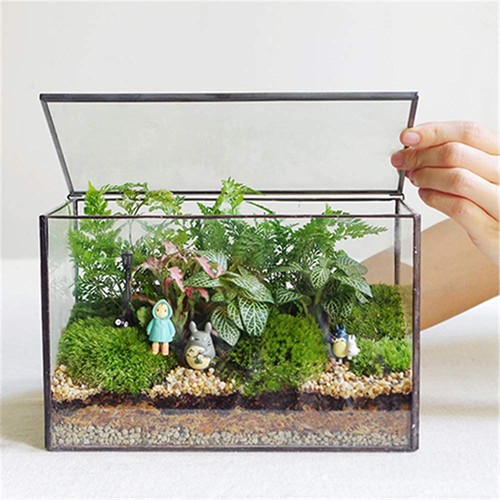 Glass plant terrarium with - plant,
