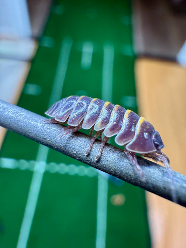 Isopodes armadillidium - armadillidium, sp