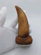 Replique De Dent De Dinosaure Tyranosaure Trex  A Taille Réelle + Coffret Cadeau