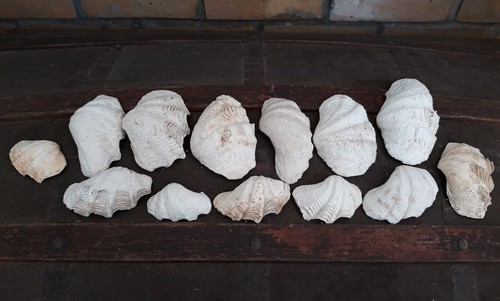 Lot pièces coquillages - pièces,