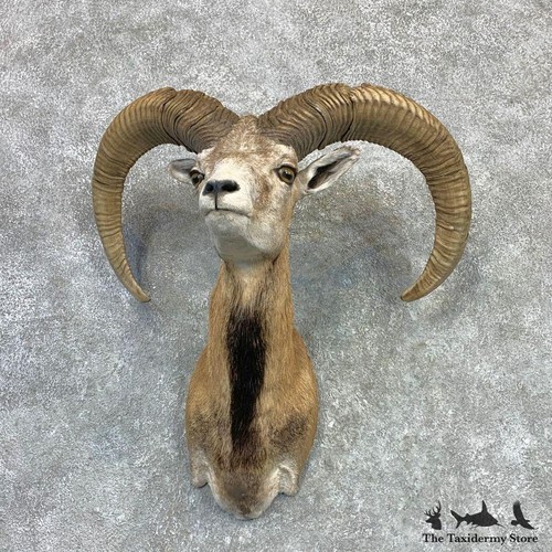 23120 mouflon ram - p,