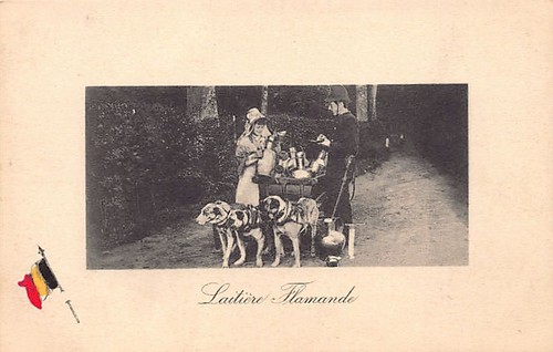 Belgique laitière flamande - belgique,