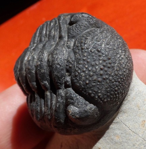 Trilobite dévonien maroc - trilobite,