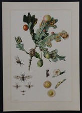 Oak Cynips insect board 19x27cm insect insect insect insect insect 30