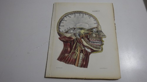 1850 lithographie couleur - .1850.lithographie,