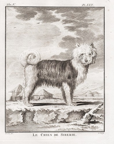 Samoyède chien dog chiens - samoyède,
