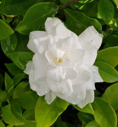 Gardenia augusta magnifica - gardenia, 'magnifica'