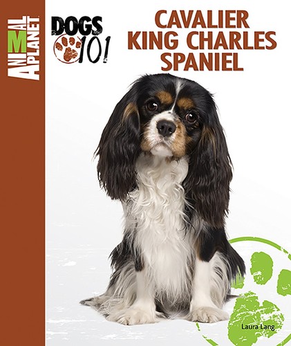 Cavalier king charles spaniel - cavalier,