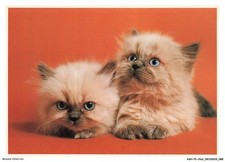 ASHP2-0126-CHAT - PERSIAN KITTENS