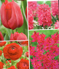 25 bulbes à fleurs Rouges 6