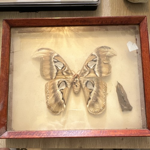 Attacus atlas papillon - attacus,