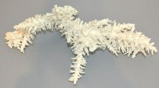 White Coral Branch