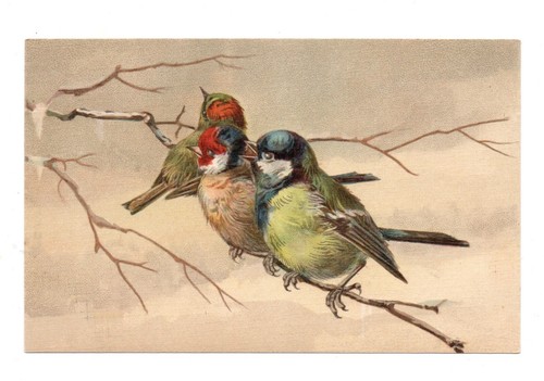 Oiseaux chardonneret - oiseaux,
