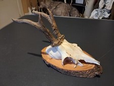 Trophée de chevreuil sur