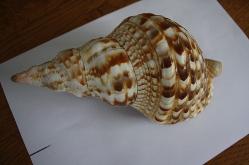 Parfait état coquillage - parfait, !