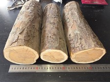 Lot bois d’IF Tournage