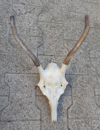 Taxidermie massacre cerf - , de