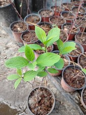 Red Osier Dogwood, 1 Quart