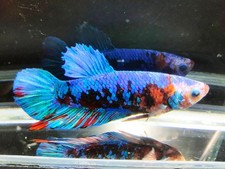 Live Betta Fish Giant HMPK Avatar Nebula Gordon Galaxy Male
