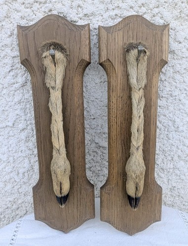 Pattes chevreuil pied - de,