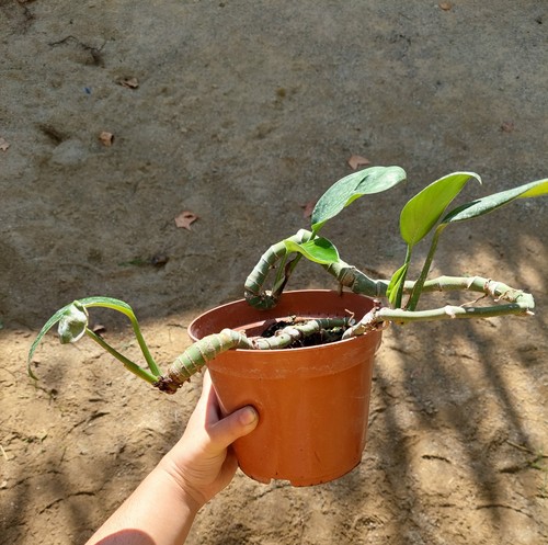 Philodendron dragon tail - ‘dragon, tail’