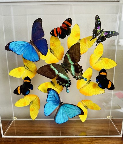 Real butterflies vitrine - 15, 3d