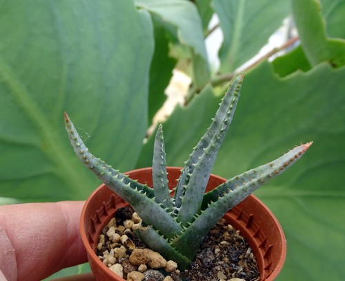 Aloe compressa cactus kakteen - compressa,