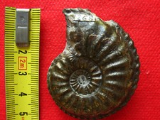 Ammonite du Pliensbachien 