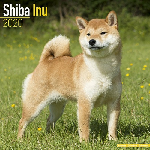 Calendrier 2020 shiba - -,