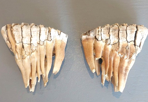 Paire dent molaire - dent,